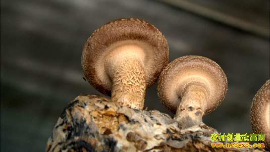 ����ɽ�������㡱�ļ���