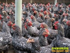 [ũ�����]����«������ֳ��Ƶ