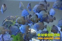 [ÿ��ũ��]��ֳ���λ��㡱��ʯ��׬Ǯ������