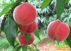 [�Ƽ�Է]��������ժ����һ����������20��Ԫ