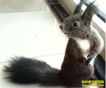 八个新鲜新奇的种植养殖项目介绍