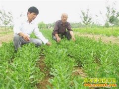 ���Ĳ˵Ĺ�Ч���г�ǰ������ֲ����Ҫ��