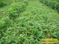 ������ֲʲôҩ����׬Ǯ(5��ǰ���õ�ҩ����ֲ��Ŀ)