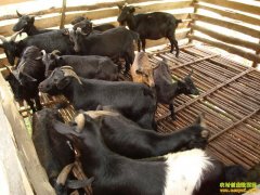 [�����е�]С�����ο�����ɽ���괴����300��