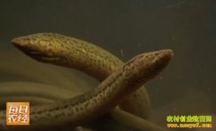 [ÿ��ũ��]������æ���Ļ���������