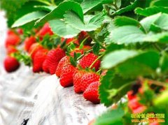 ��ֲ�¸���������ݮ����ζ�� ׬�ö�