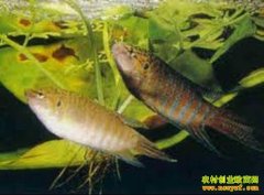 [ÿ��ũ��]�����ö��Ķ����������г�