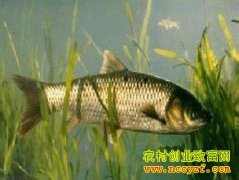 [ÿ��ũ��]��ˮ��ֳ�Ĳ��������ü�Ǯ