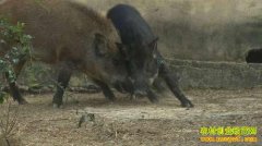 ������ֳ��Ŀ����Ұ�����������¸���