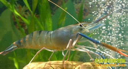 ������Ϻ