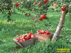 [�Ƽ�Է]�ڶ�����ܽ����ƻ��������ƻ��