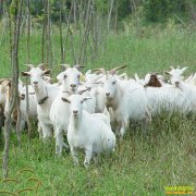 [ũ�����]�˲���ɽ����ֳ������Ƶ