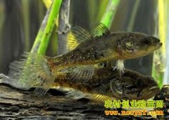 [ÿ��ũ��]��ι���ϵ���ͷ�����۸�