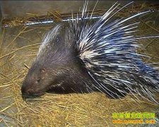 [ÿ��ũ��]��ֳҰ��ǿ�ĺ�����Ǯ׬