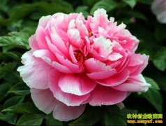 ��ɫ��ֲ��Ŀ������ĵ�����вء�����