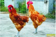 [ũ�����]��������ֳ����