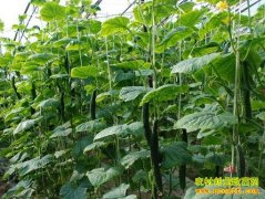 ��������̷�εĻƹ��¸���