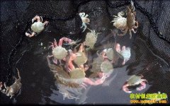 ��ֳ��Ŀ����ֳ��з �������ں�׬Ǯ