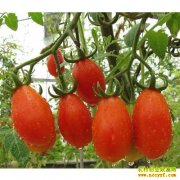 ��ֲ��Ŀ���������� Ķ�������