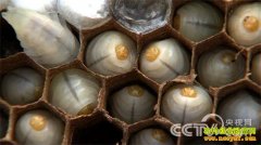 [�¸���]�ƹ���������Ƹ�������(��)