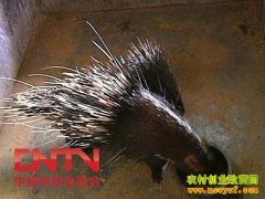 [ũ�����]������ֳ������Ƶ