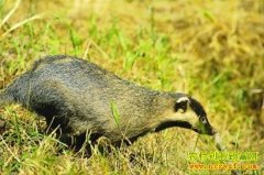 [�����е�]�ػʵ��������������֮��