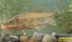 [ÿ��ũ��]СС�������ط����г�