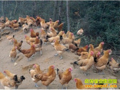 �������Ƽ�