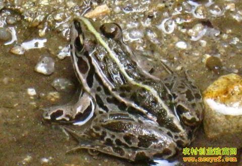 �ڰ�����ֳ