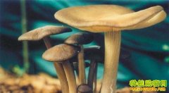 [ũ�����]���������༼����Ƶ