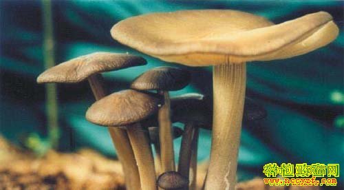 ������ͼƬ