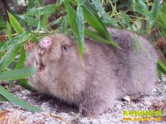 [�۽���ũ]������ֳ�з��� СС���������