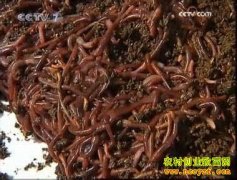 ţ����ֳ��������������ϣ�