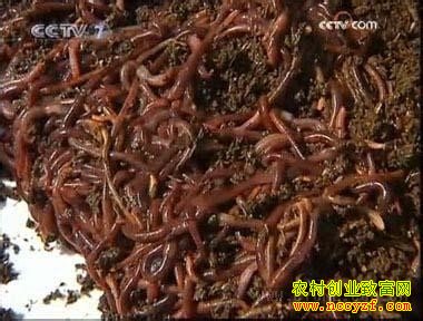 ţ�������