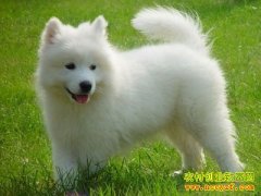 [�����е�]�Ż���ֳ��ĦҮ��׬200��