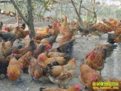 [ũ�����]�¹������鼦����ϵ��ֳ������Ƶ