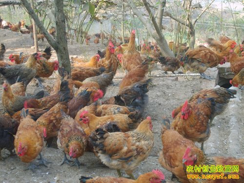 �¹������鼦