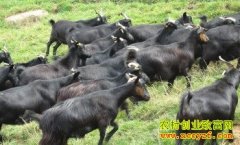 [ũ�����]������ɽ����ֳ������Ƶ