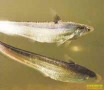 [ÿ��ũ��]�������ʣ��������صĵ���ζ����Ҳ��