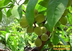 ��ֲ��Ŀ����ɽ����Ԫ��ɽ���֡�Ԫ����