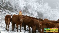 [�¸���]������ʩ����Ů������ȺȺ��ţ�¸�