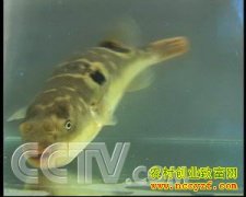 [ÿ��ũ��]�˹���ֳ����Ƣ���󲻳���