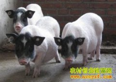 ��ֳ�¸�������СС�������ʺ� ��ɽ����׬��Ǯ