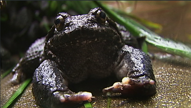 ��������,���ܳɱ���Ч�����