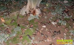 ���˵ġ����ƽ𡱣�������ֳǰ��