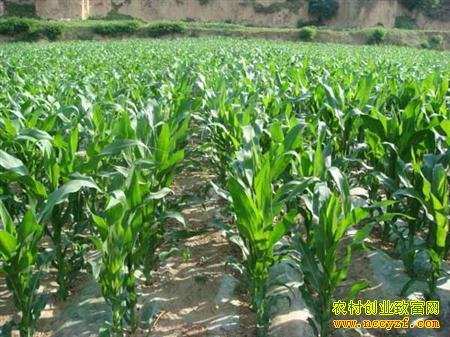 ֣��Ŵ928��������