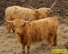 [ũ�����]�仧Χ�����ຣ��ԭ��ţ��ֳ��Ƶ