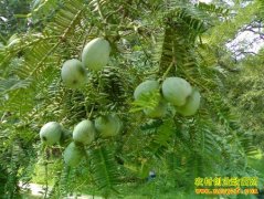 ��ֲ�¸���������ɽ����� С�����ˡ�ҡǮ����