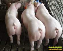 �����¸�����ӣ��ֵ�ʽ���� �����ָ�Ч