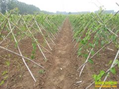 [ũ�����]ϸ��ëɽҩ���༼����Ƶ